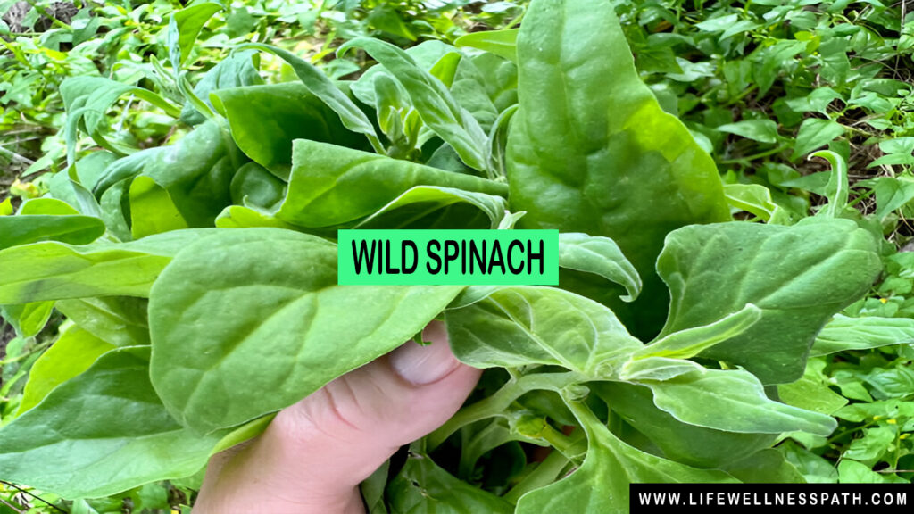 wild spinach​